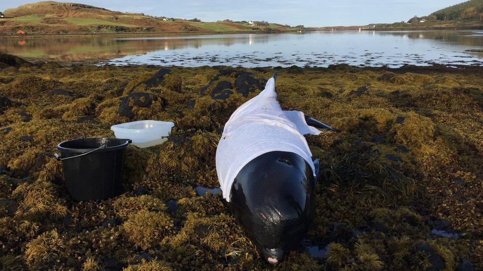 Pilot whale