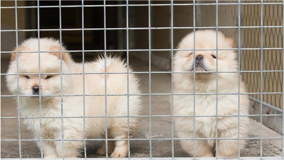 Quarantined chow chows