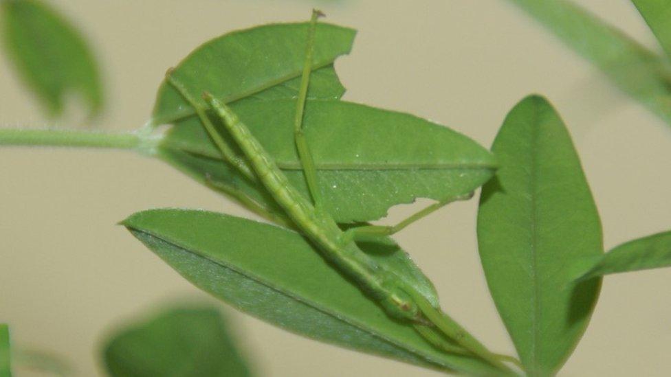 Lord Howe Island stick insect