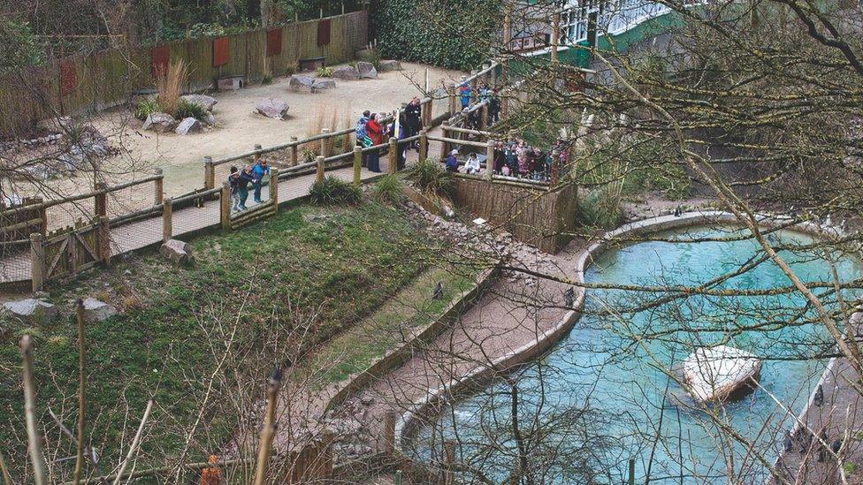 The penguin enclosure