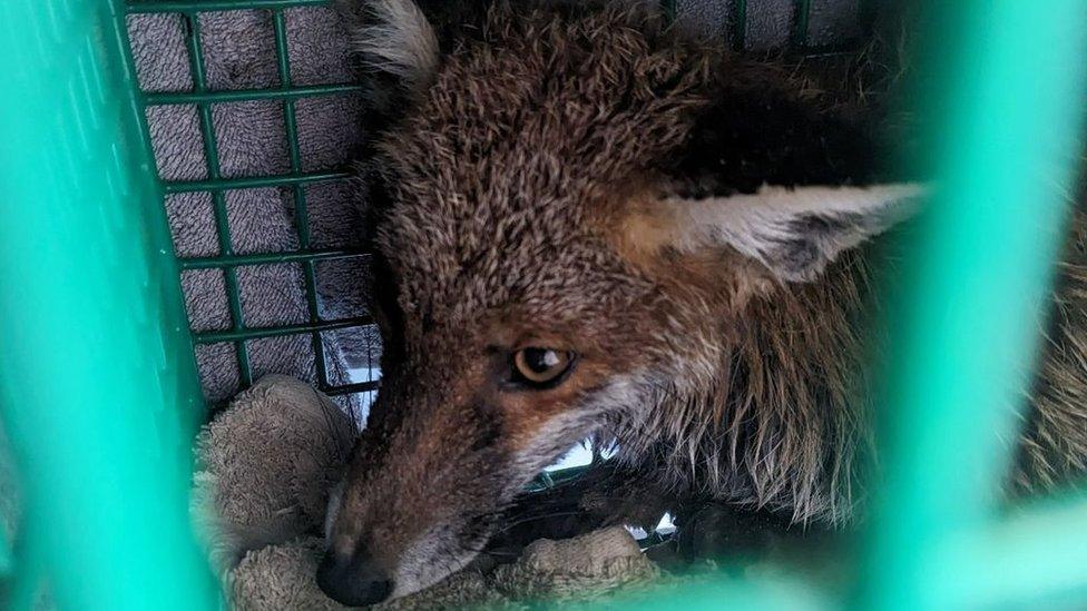 A wet looking fox