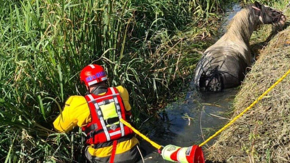 Horse rescue