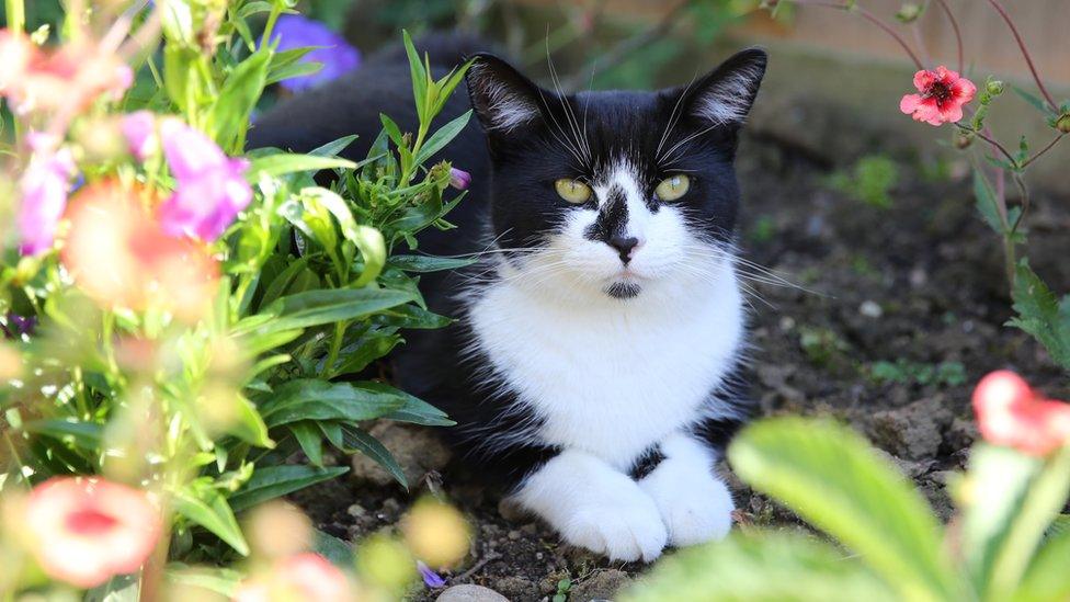 Belle the cat in a bed of flowers