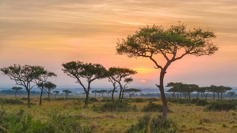 Acacia trees in Kenya's Masai Mara