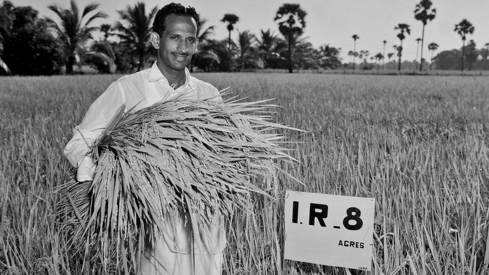 Mr Subba Rao harvesting the first IR8 harvest