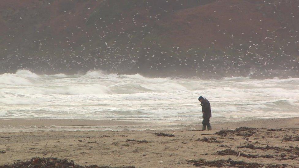 Gulls at Pentewan Sands