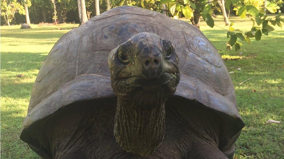 A giant tortoise