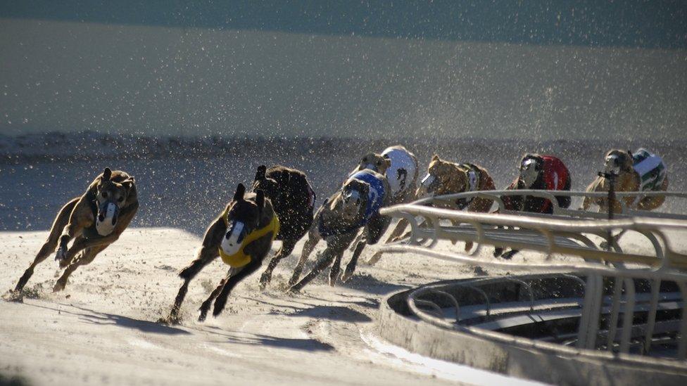 Eleven of America's 17 dog racing tracks are in Florida