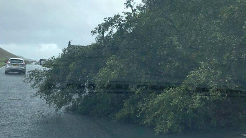 A tree fallen down on the A591 between Keswick and Grasmere