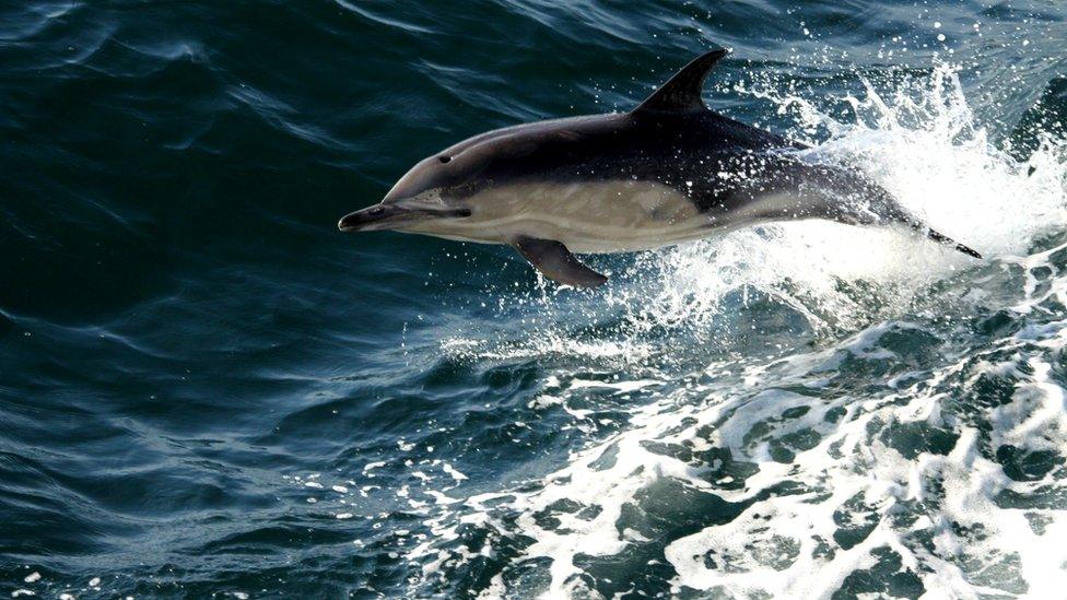 Dolphin jumping