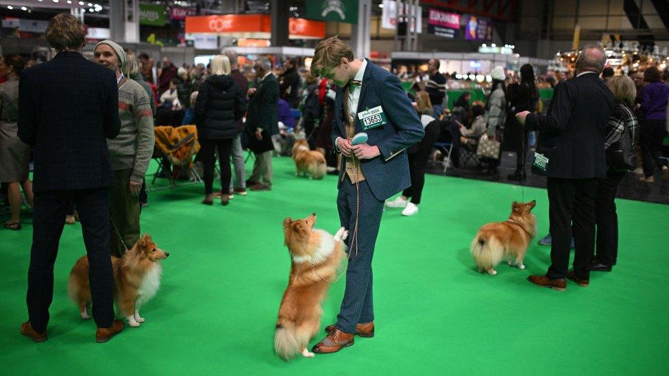 dog standing up