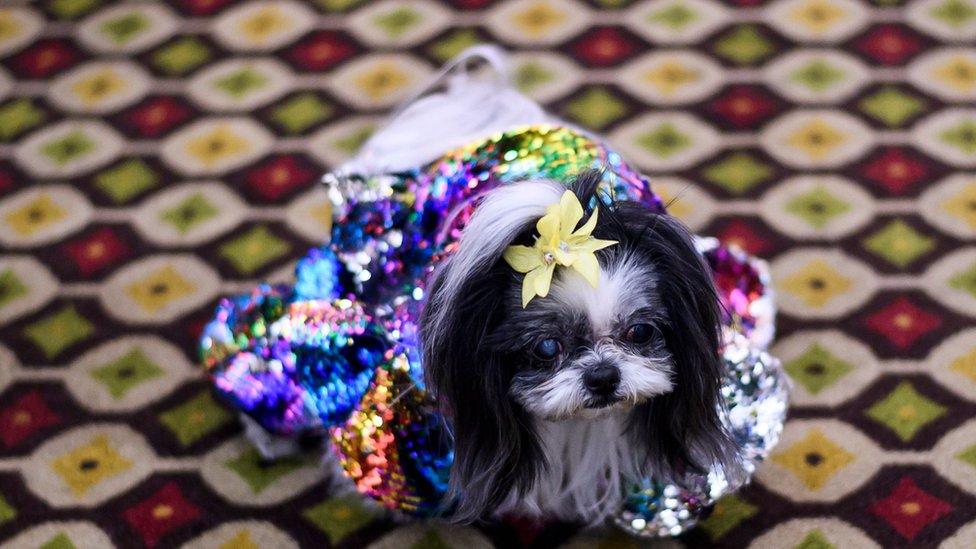 dog with a flower in its hair