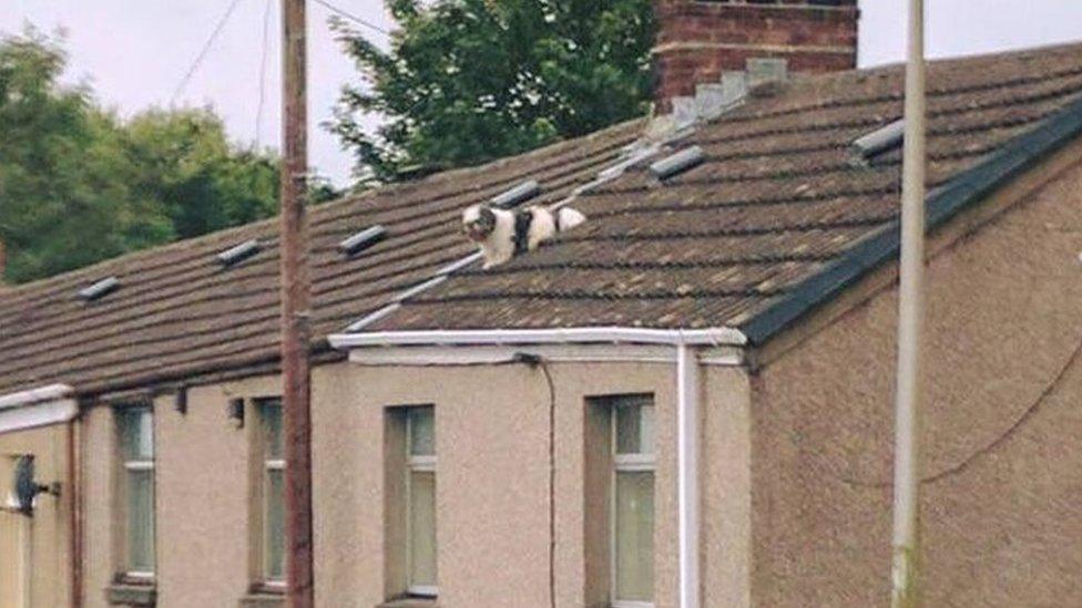 Dog stuck on roof