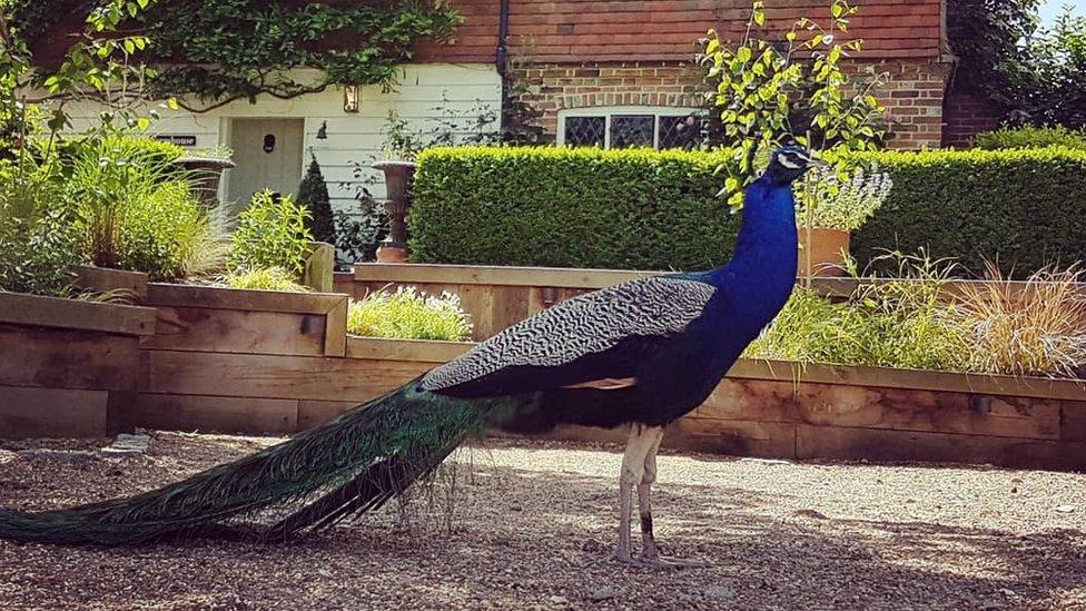 Peacock at Fair Oak Farm, Mayfield