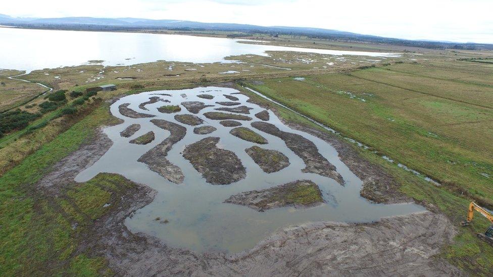 Scrape at Nigg Bay