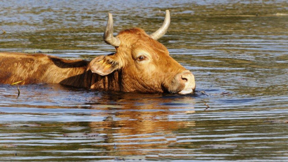 cow swimming in water