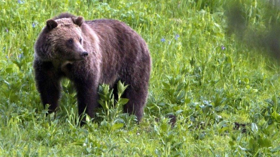 A grizzly bear roaming near Beaver Lake in Yellowstone National Park (06 July 2011)