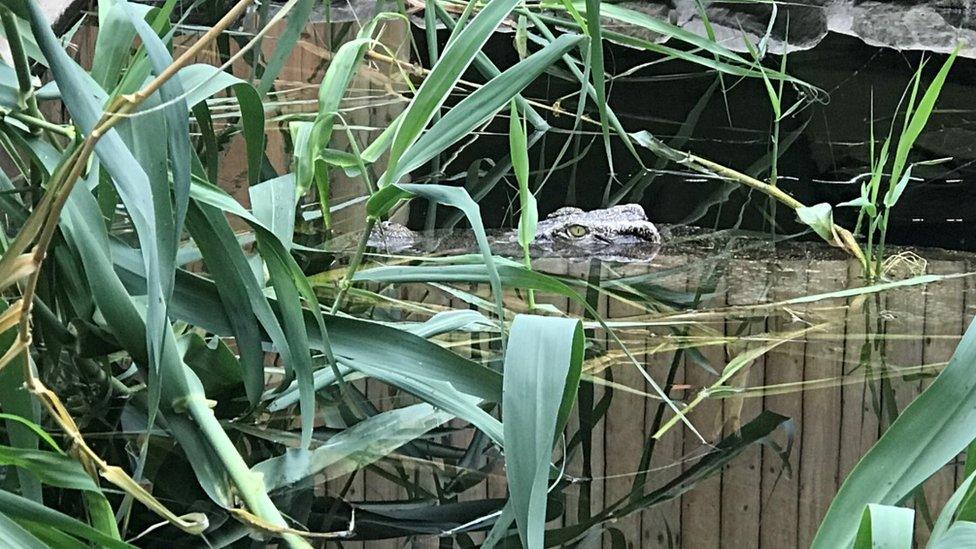 Inside the crocodile enclosure