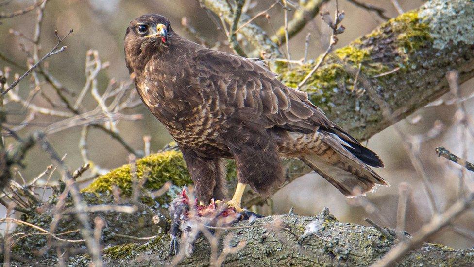 Buzzard on branch