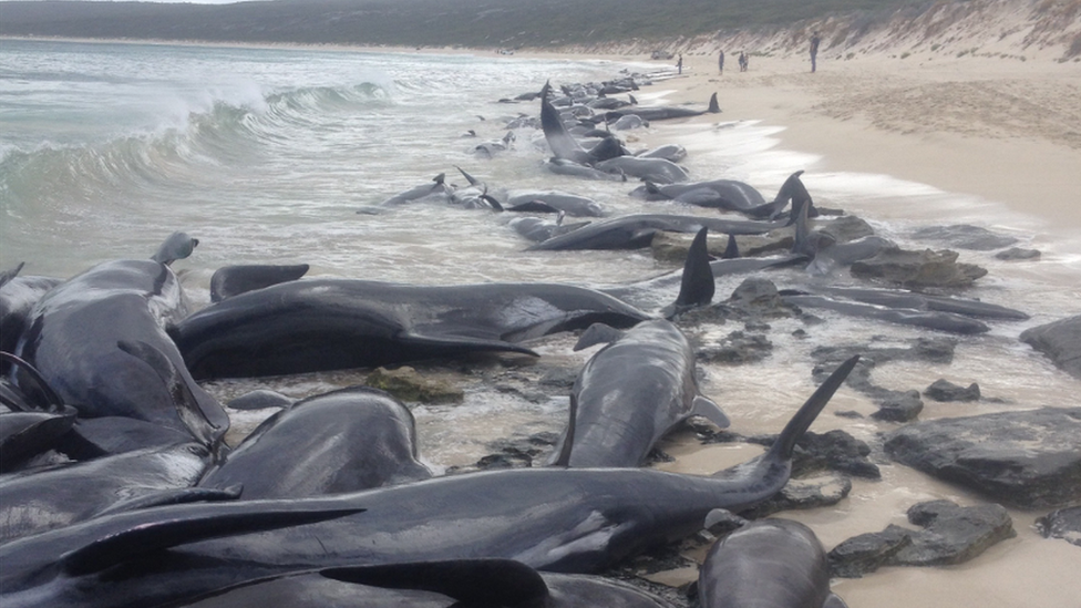 Dozens of whales are seen beached in Hamelin Bay, Western Australia