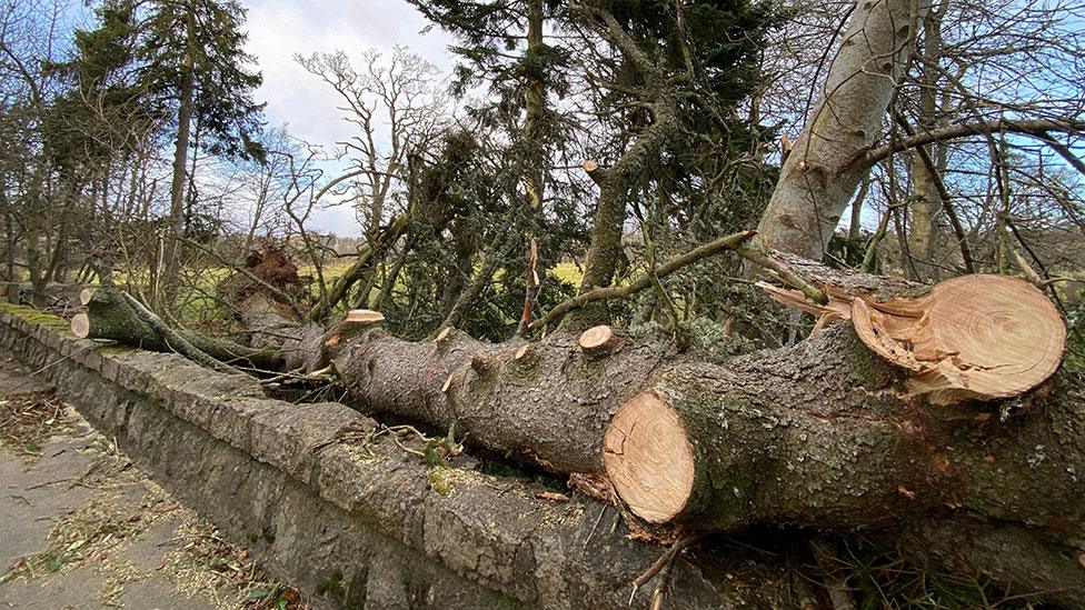 Fallen tree in Aboyne