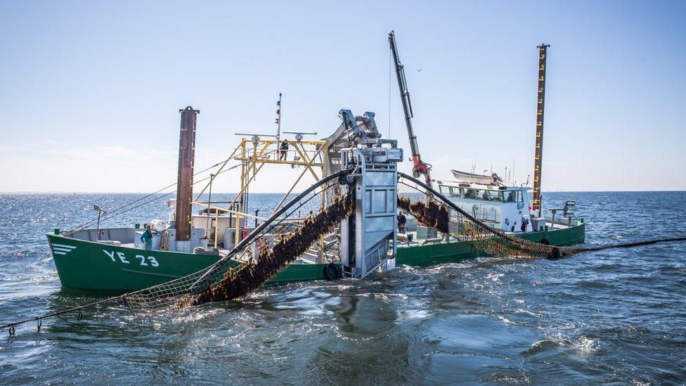 A mechanical arm cuts seaweed off a rope at North Sea Farmers' test site