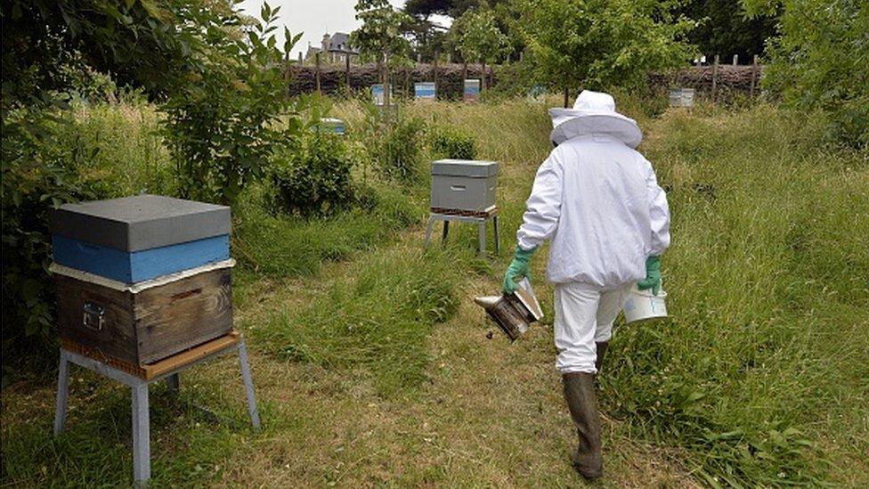 A beekeeper