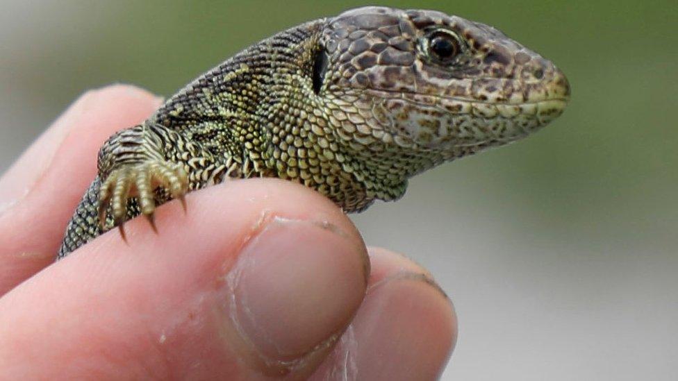 Sand lizard being released at Puddletown Forest