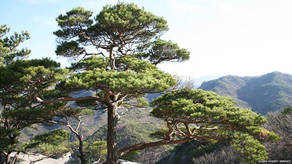 A tree red pine tree