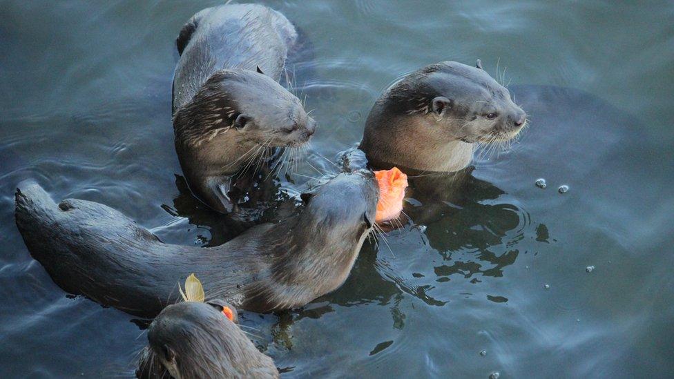 Four otters crowd around some fish in the water