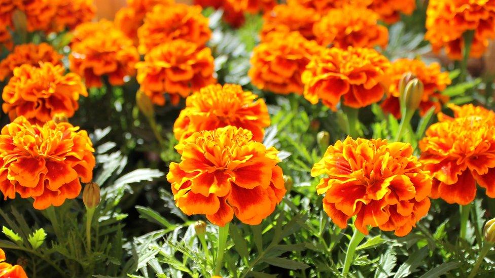 Marigolds