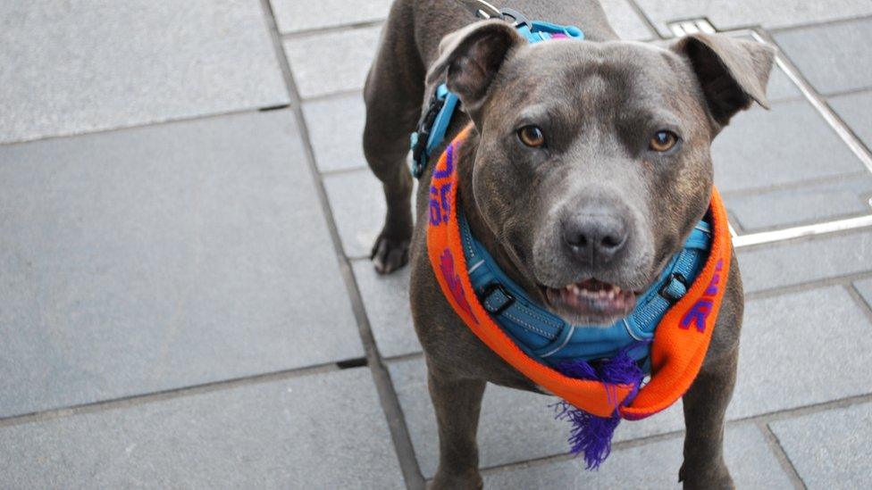 Blue the pitbull