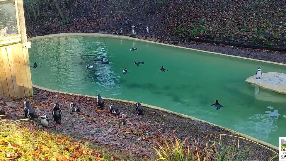 Penguins at Dudley Zoo