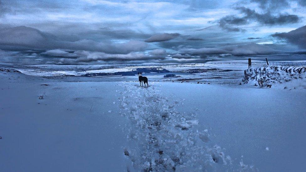 Dog in the snow