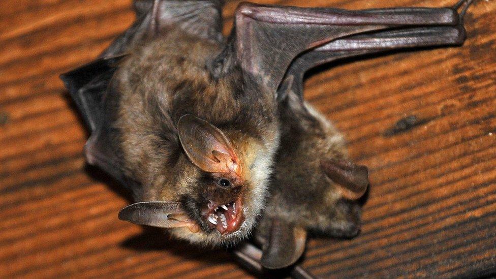 Greater-mouse-eared-bat.