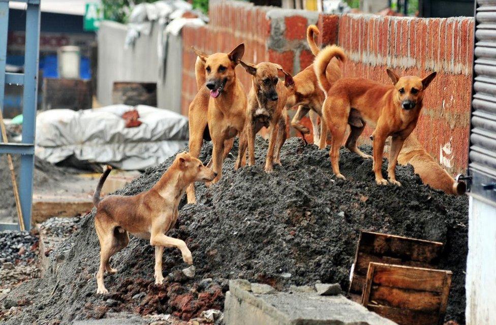 Stray dogs on a pile of industrial and slaughter waste