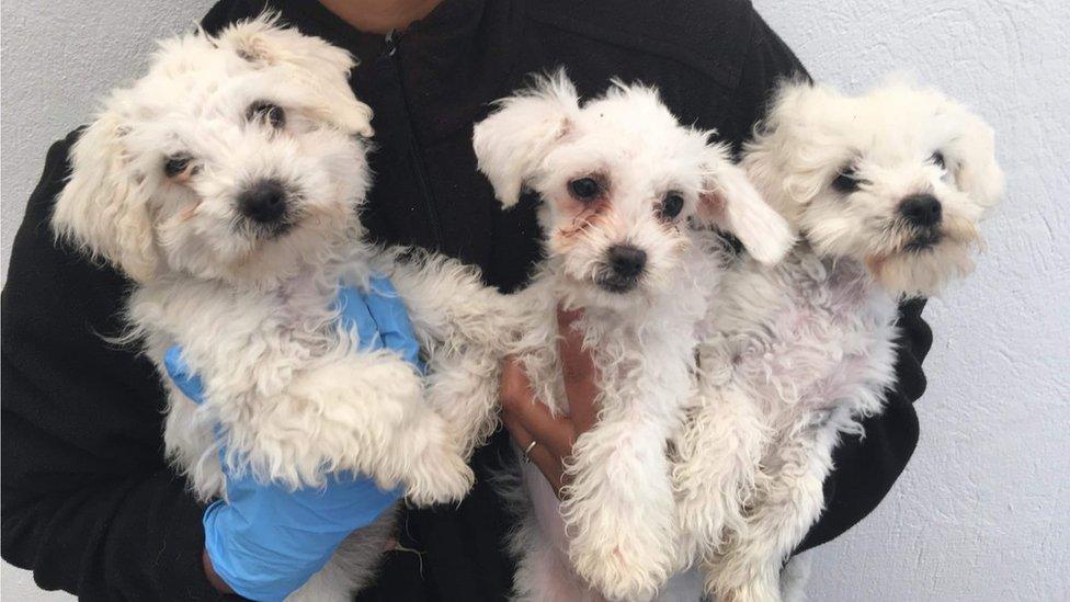 Puppies being cared for by the Dogs Trust