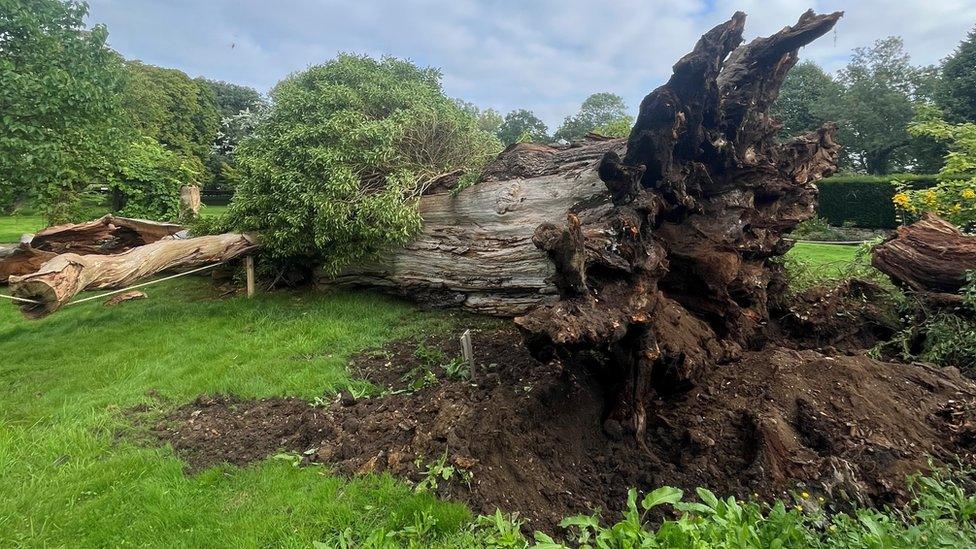 A fallen oak tree