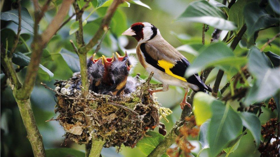 Goldfinch with its chicks