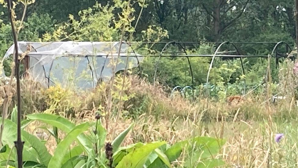 Hixberry Lane allotments, polytunnel