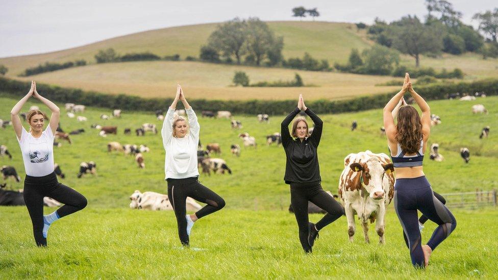 Dairy cows graze in a field as Yoga instructor Titannia Wantling leads yogis in the first ever Cow Yoga session at Paradise Farm in Leyland, Lancashire