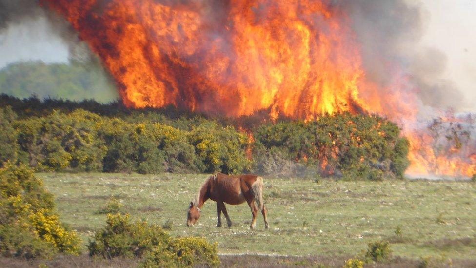 Gorse fire at Sway