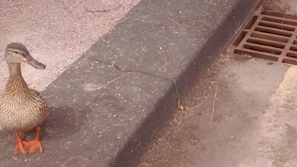 A female duck standing on the kerbside close to a drain