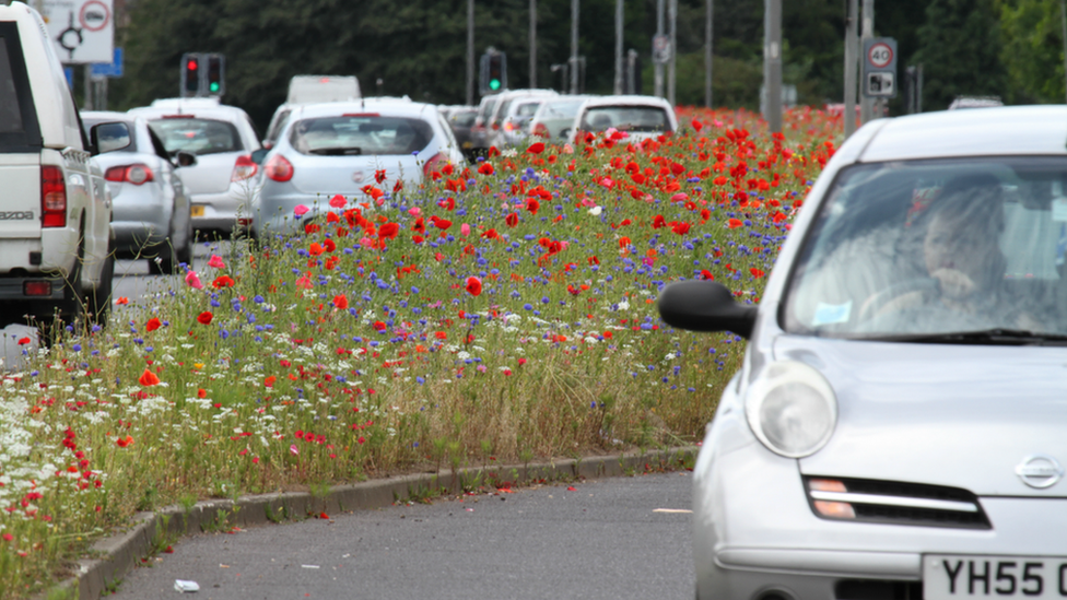 Rotherham roadside meadow