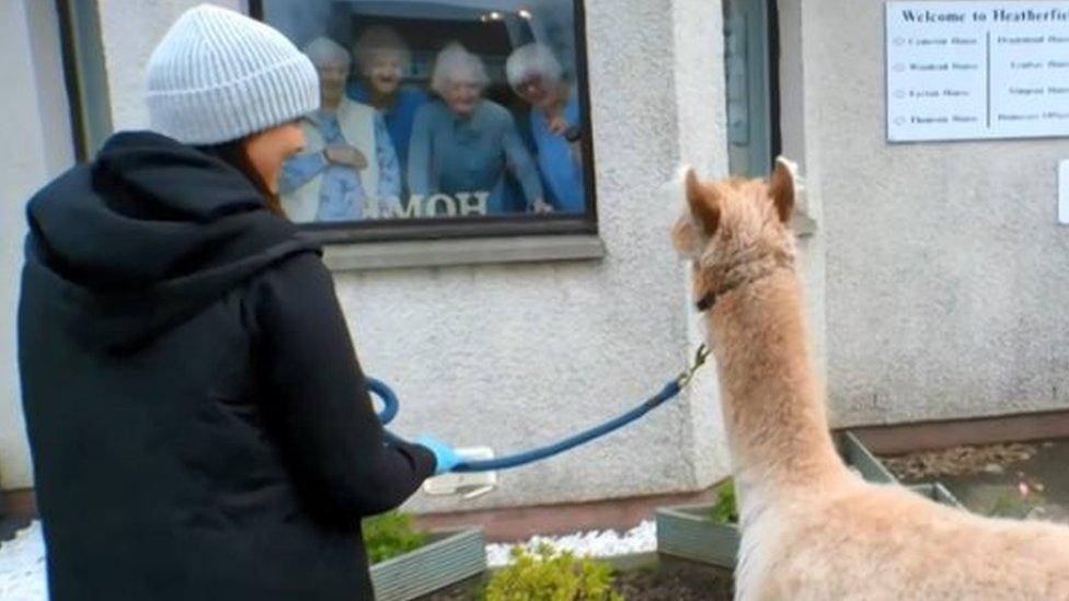 Alpacas-visiting-car-home