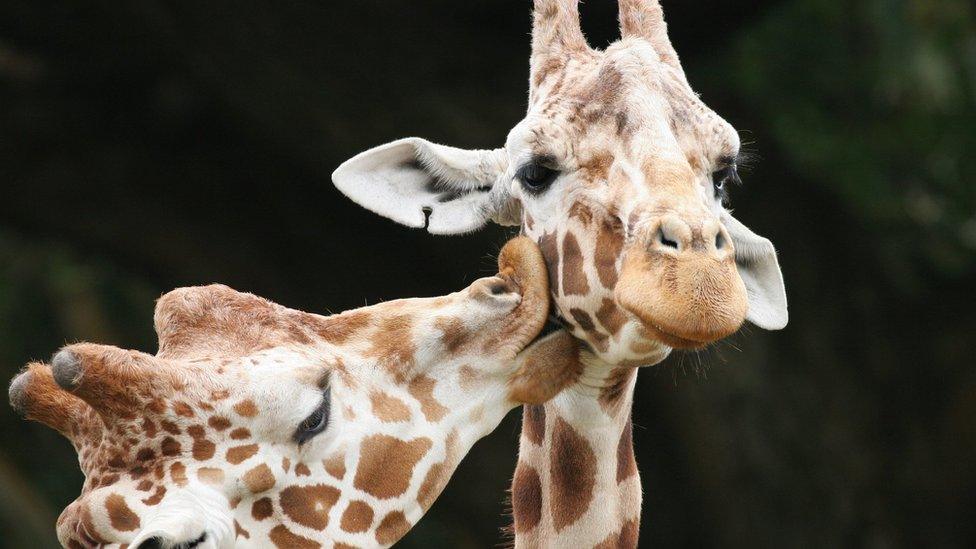 giraffes.