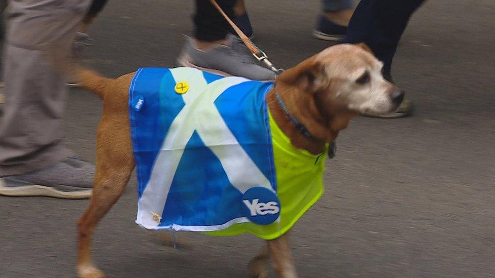 Dog wearing saltire