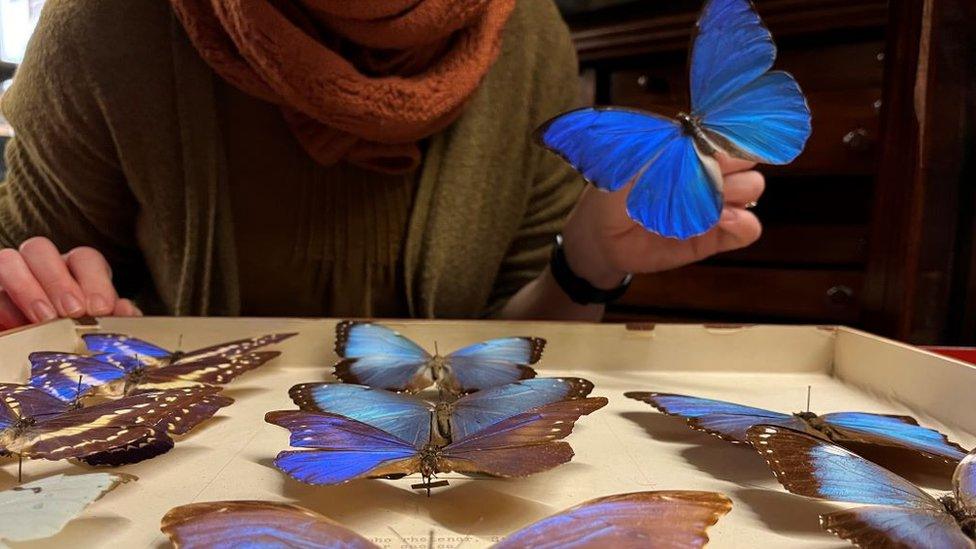 The butterfly collection