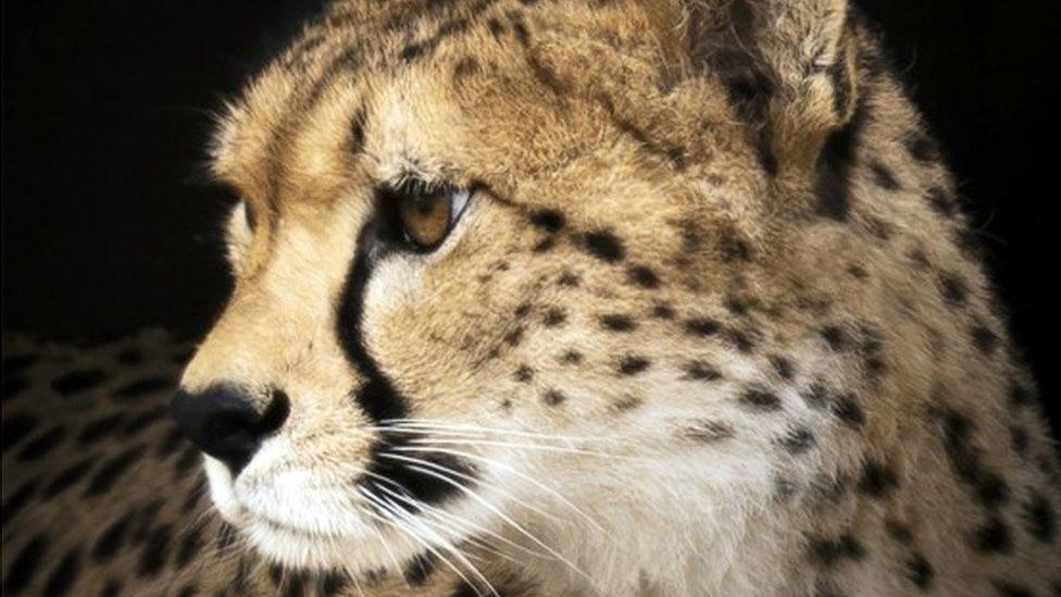 Cheetah at Yorkshire Wildlife Park