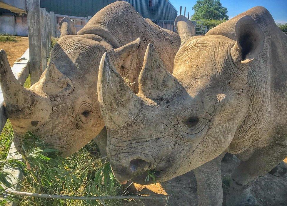 Eastern black rhinos Dakima and Nkosi